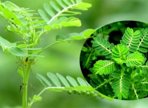 Bài thuốc dân gian chữa nóng gan bằng cây chó đẻ cực hiệu quả